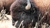 Clayton made our Antelope Island safari unforgettable! Knowledgeable, fun, thoughtful. Don't miss it!