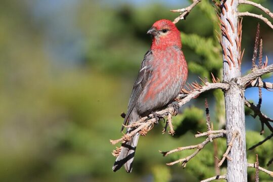 Uinta Mountains Birding and Nature Expedition