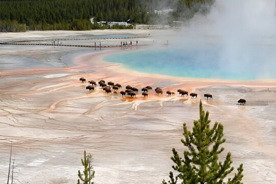 Salt Lake City to Yellowstone and Mt Rushmore 4 Day Tour