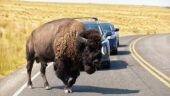 Best guide ever for antelope island