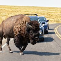 Day Trips & Excursions